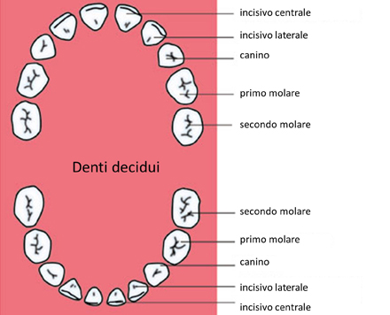 Odontoiatria Pediatrica Bambini Denit Da Latte Profilassi Specialista ...